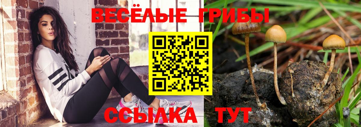 Псилоцибиновые грибы прущие грибы  Псилоцибиновые грибы Cubensis  Городец  Вход с VPN 
